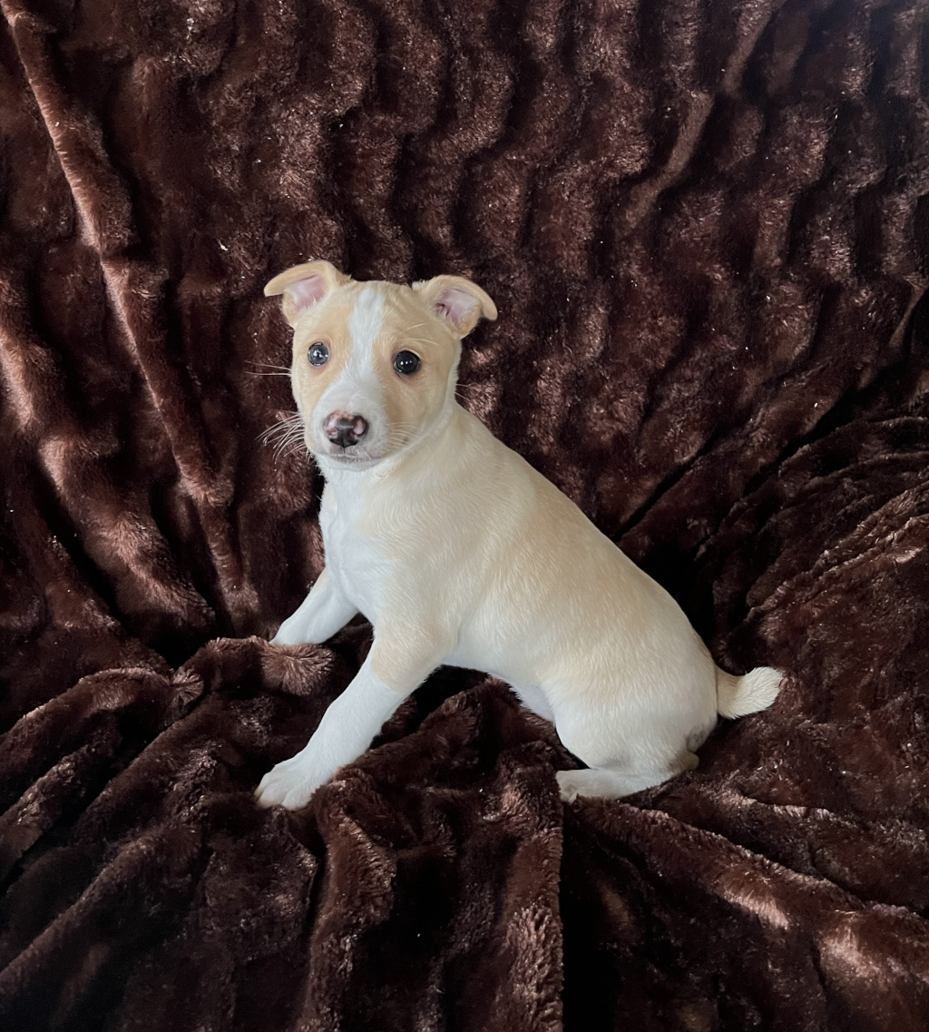 Clearbrook sales rat terriers